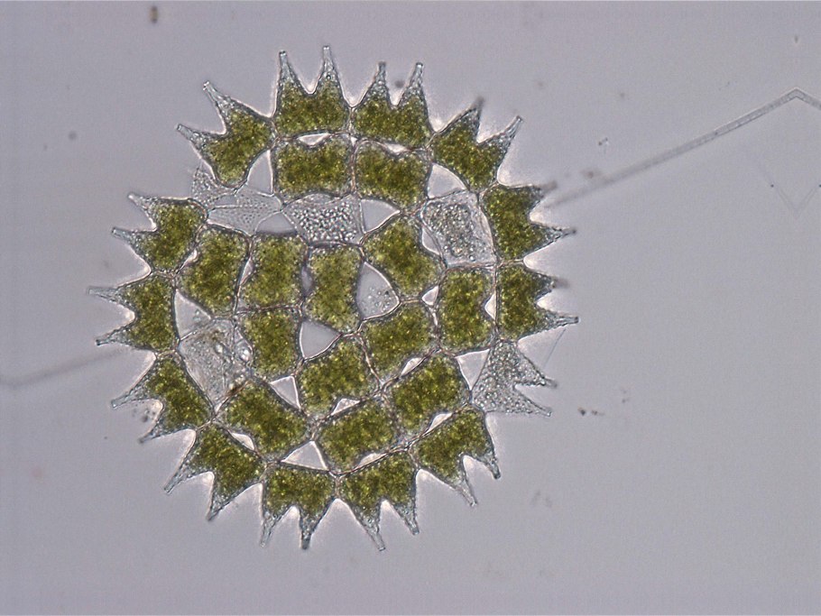 Хлорелла плеврококк