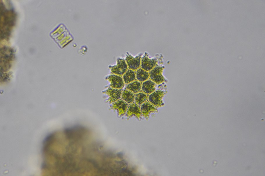 Педиаструм Тетрас