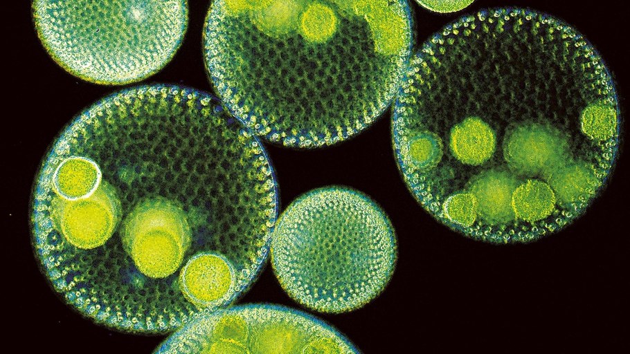 Хлорелла и вольвокс