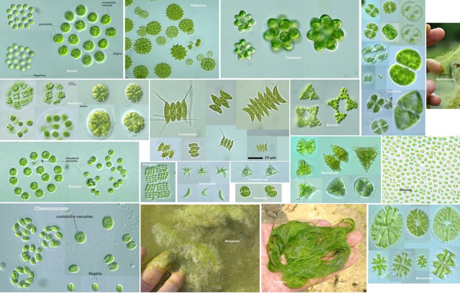 Изогамия хламидомонады