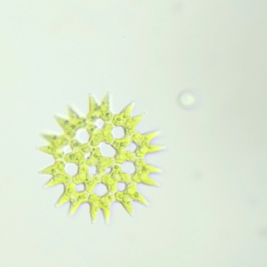 Nitrobacter бактерии