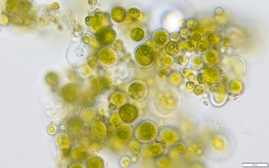 Хлорофициевые (Chlorophyceae )