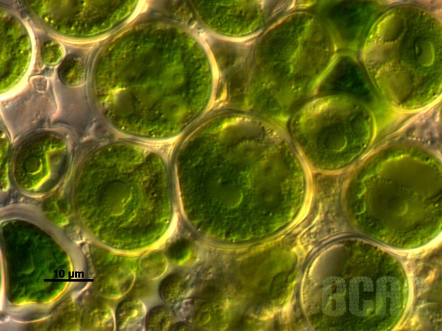 Педиаструм водоросль