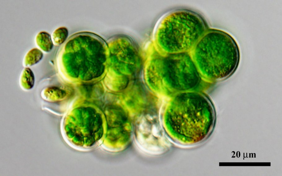 Шаровидная водоросль хлорококк