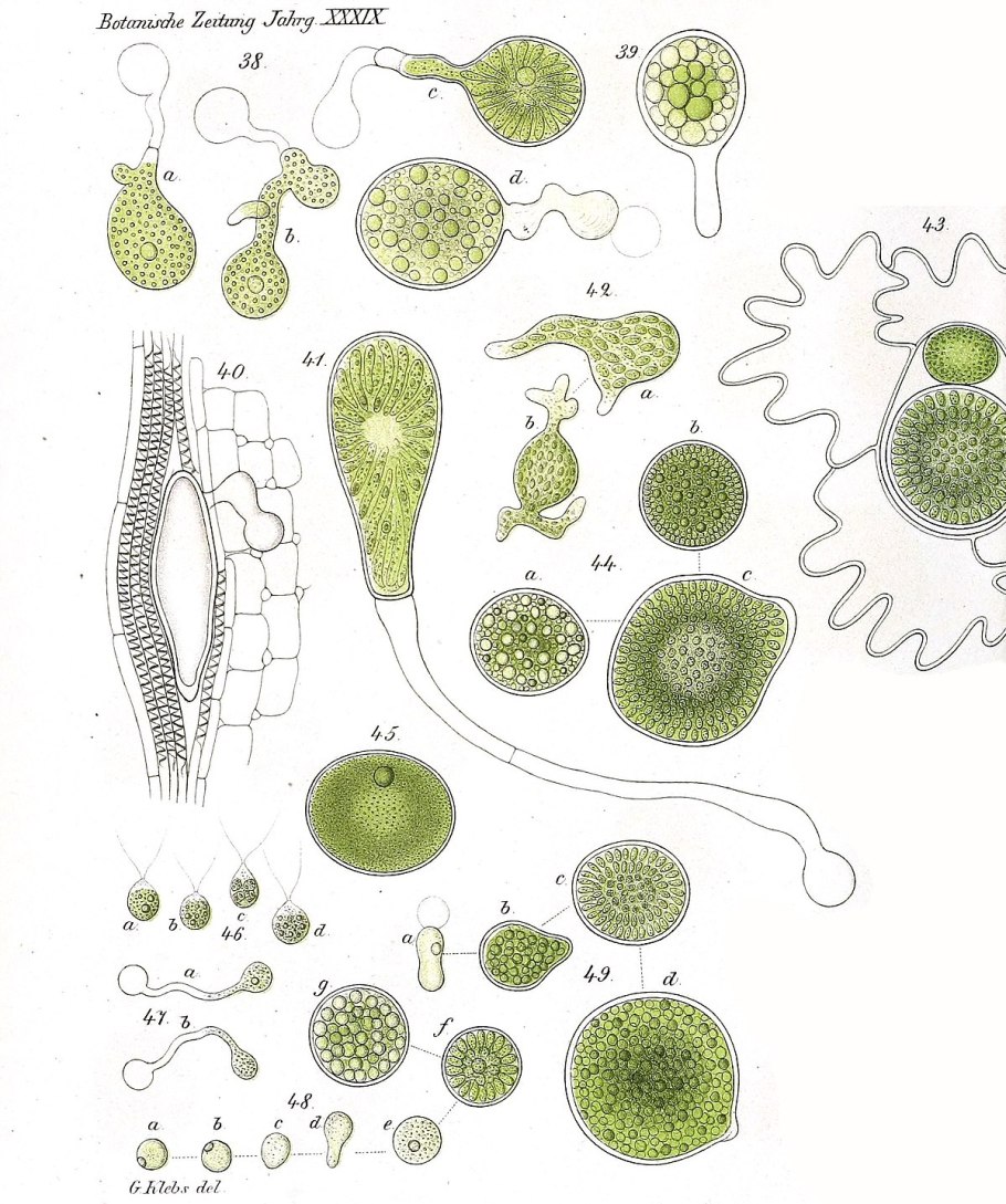 Coelastrum водоросль