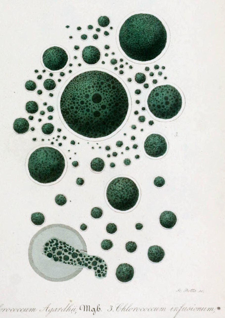 Одноклеточная водоросль хлорелла