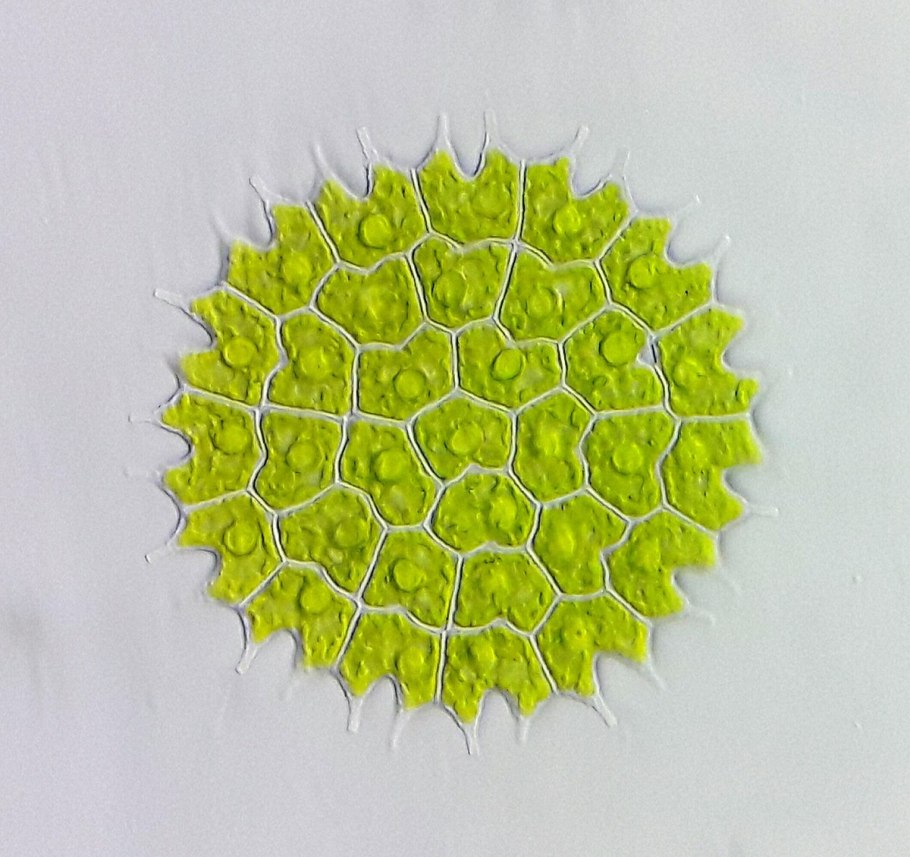 Pediastrum boryanum