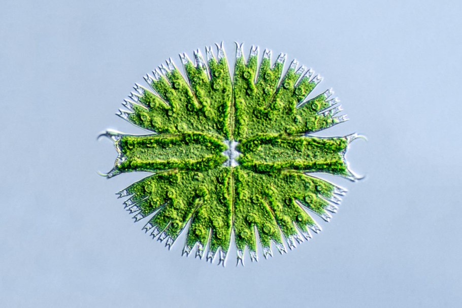 Педиаструм водоросль