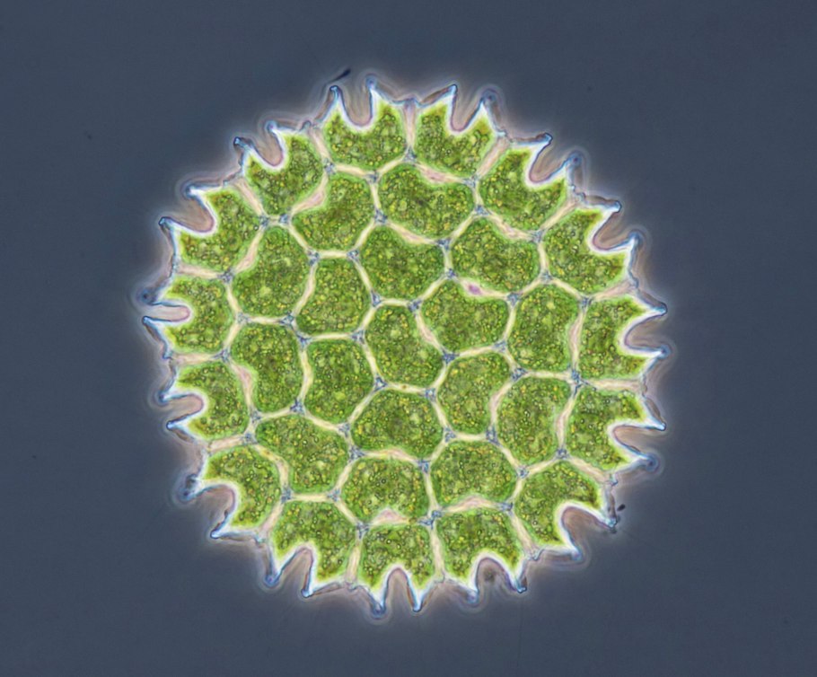 Педиаструм (Pediastrum SP.)