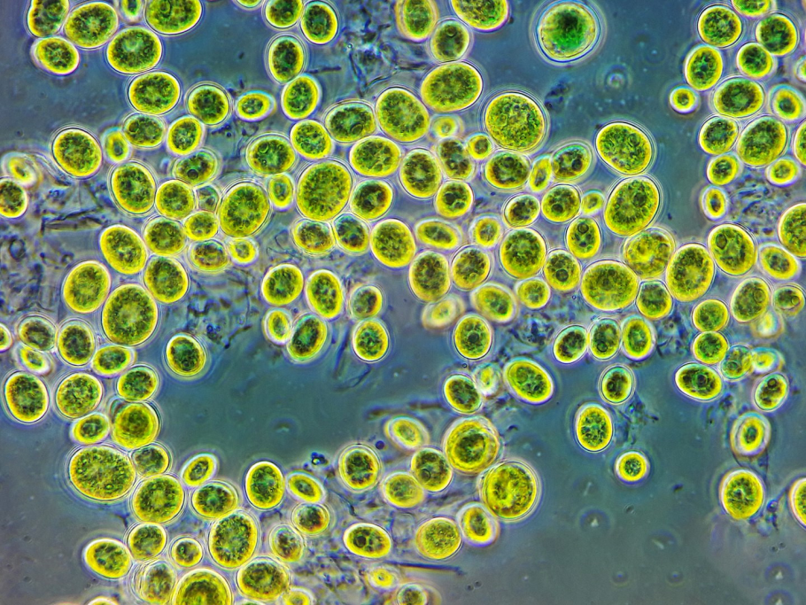 Коронавирус возбудитель