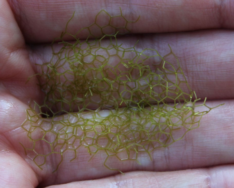 Плеврококк одноклеточная водоросль