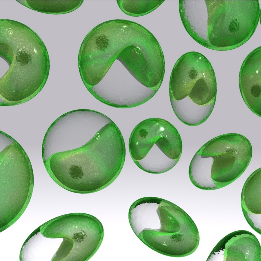 Хлорелла это одноклеточная