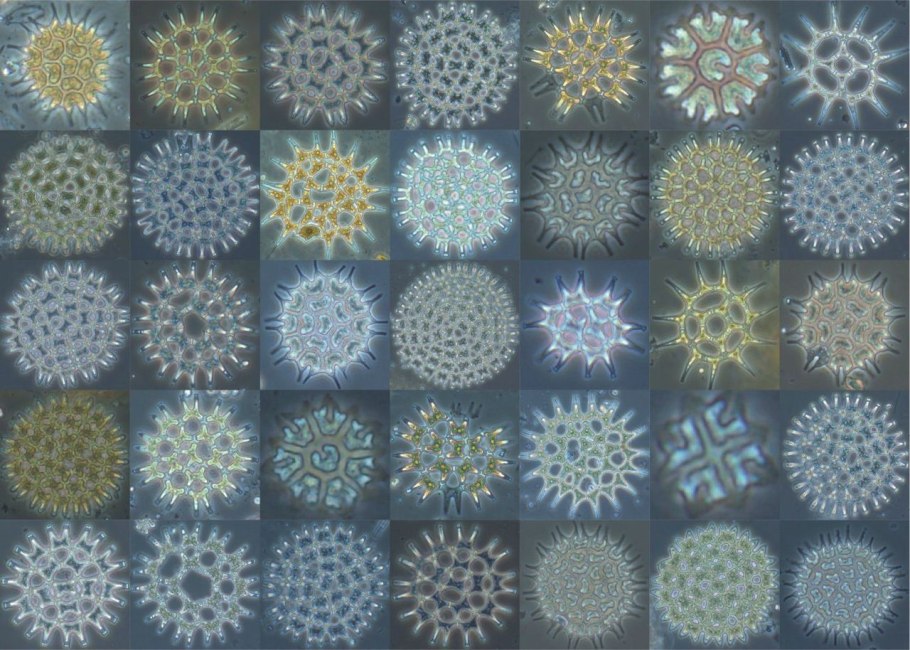 Класс Ульвофициевые (Ulvophyceae)