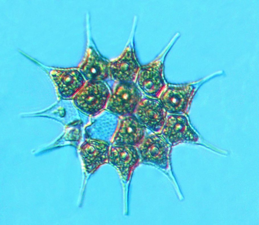 Chlamydomonas reinhardtii картинки