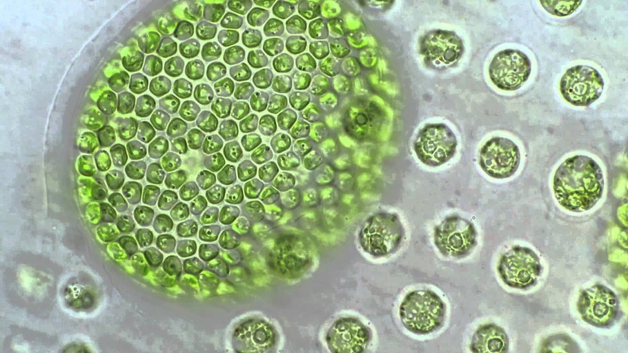 Botryococcus braunii прикрепляется