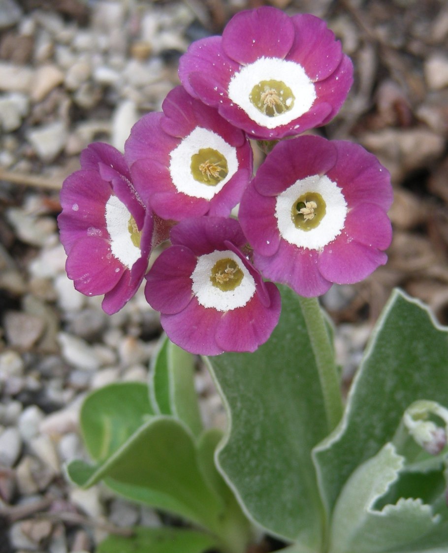 Примула аурикула