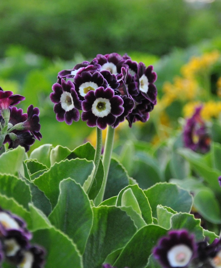 Чёртов примула