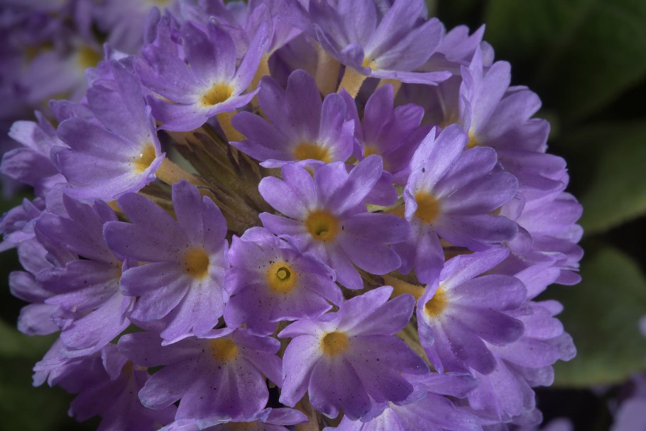 Примула Лесная