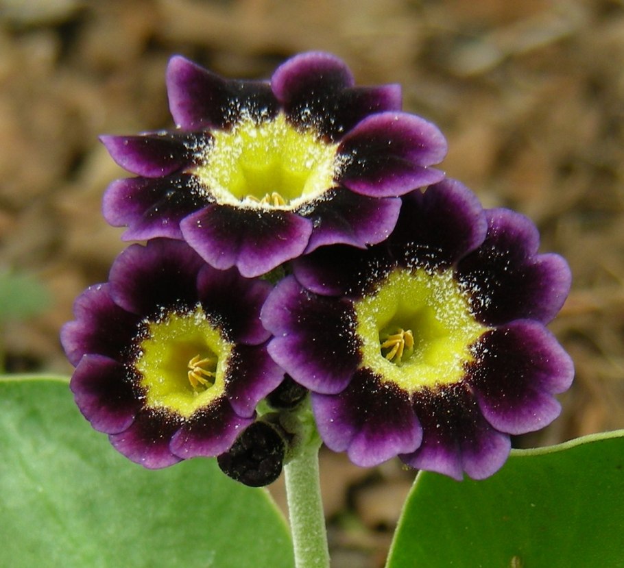 Ушковая примула Альпийская