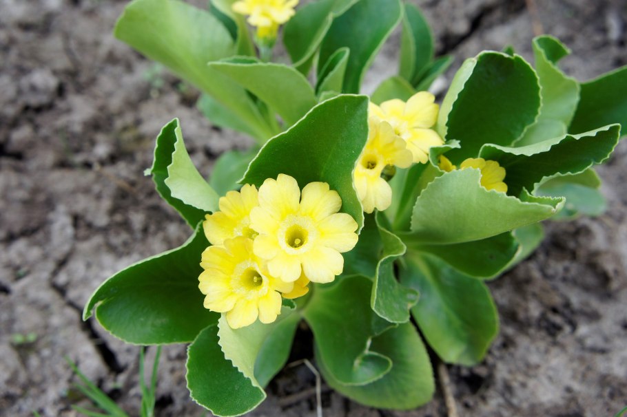 Примула ушковая Форест