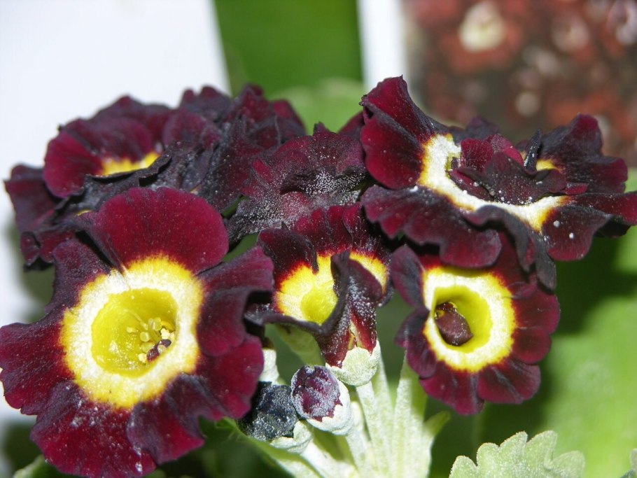 Желтый цветок похож на примулу