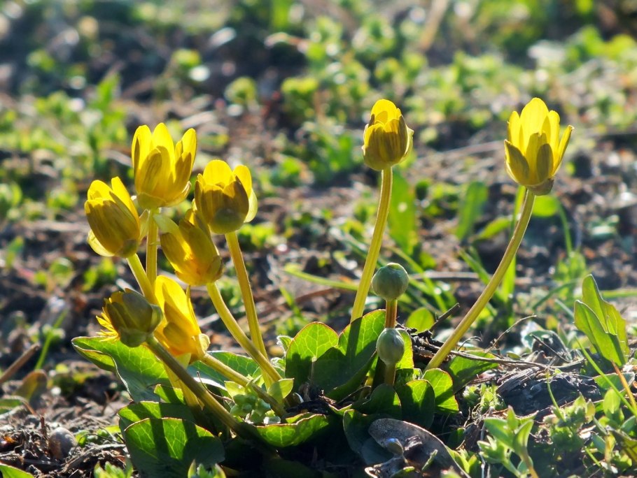 Первоцвет крупночашечный