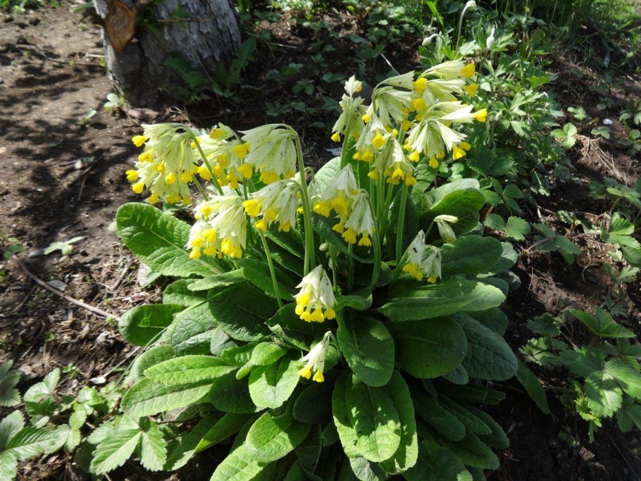 Примула многолетняя ушковая