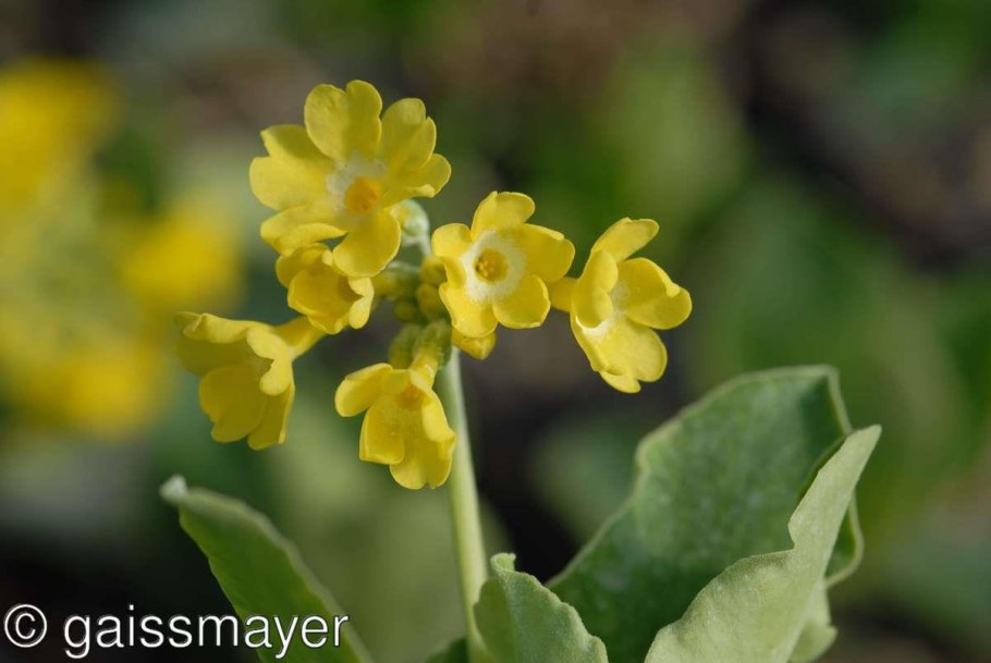 Примула ушковидная