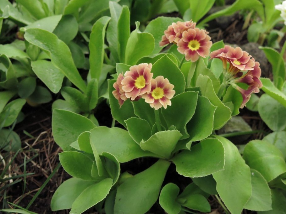 Примула ушковая