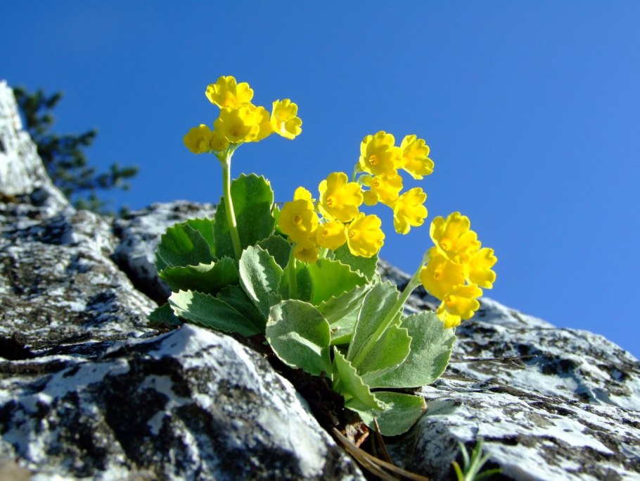 Примула первоцвет весенний
