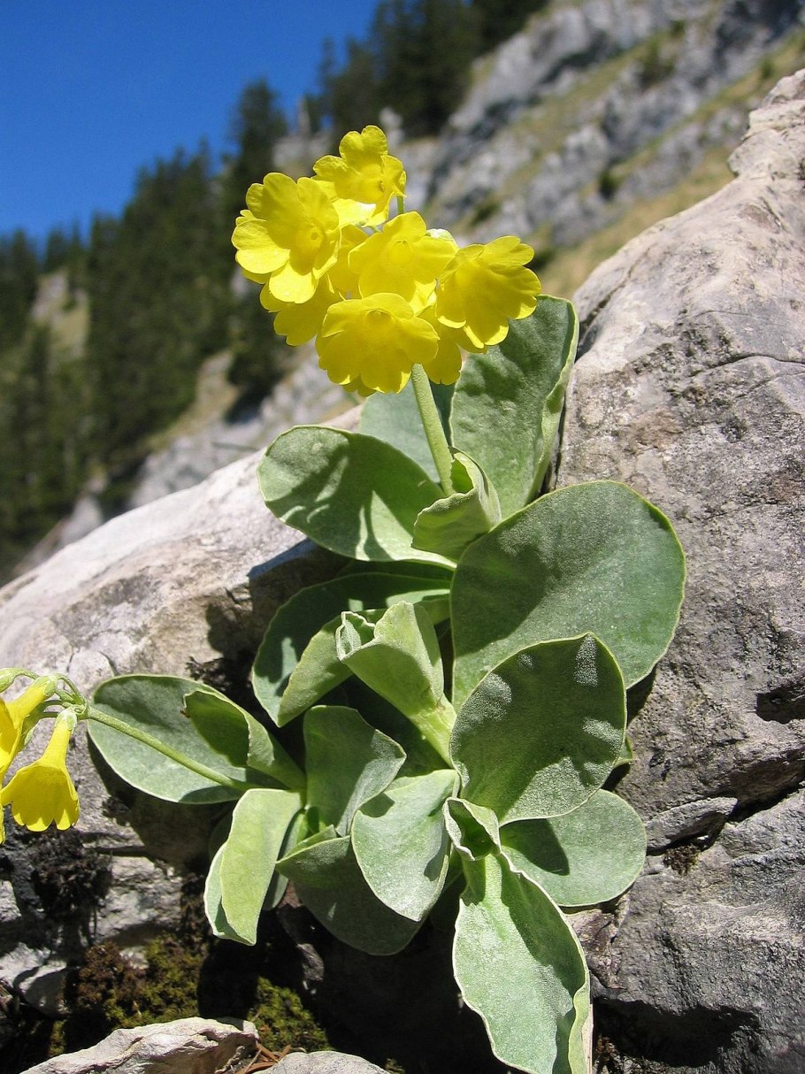 Primula florindae