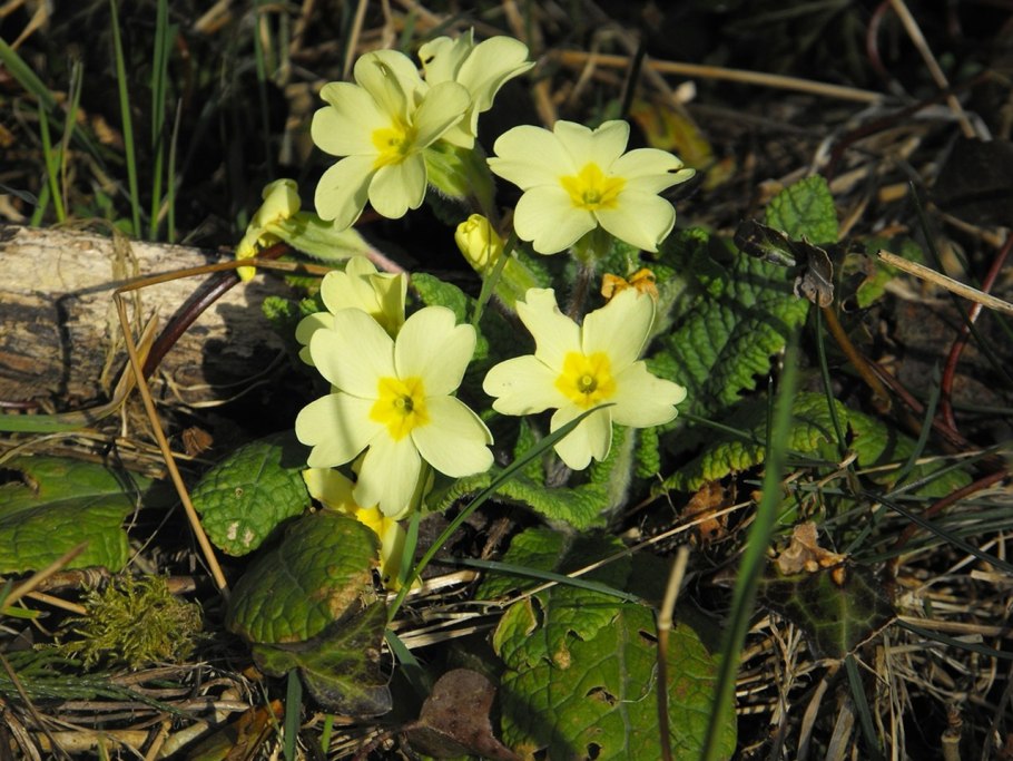 Примула Альпийская