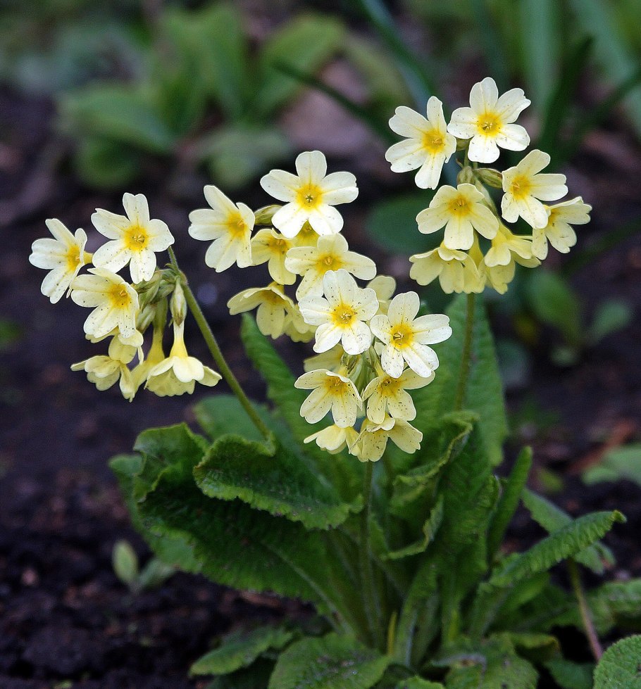Примула Никола Джейн