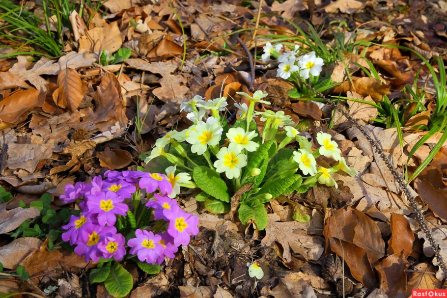 Сцилла Сибирская пушкиния