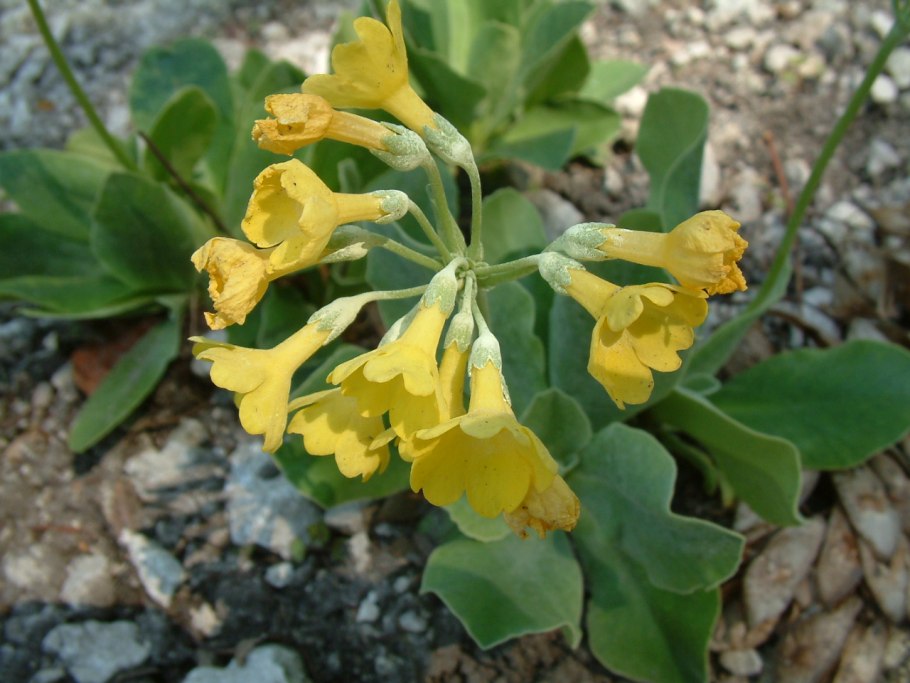 Ушковая примула Альпийская