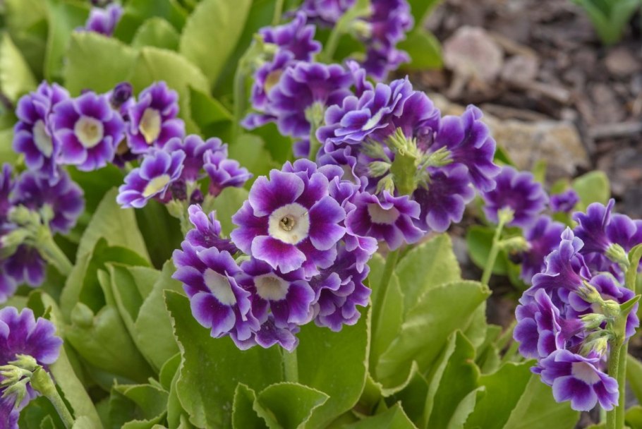 Примула ушковая (Primula auricula)