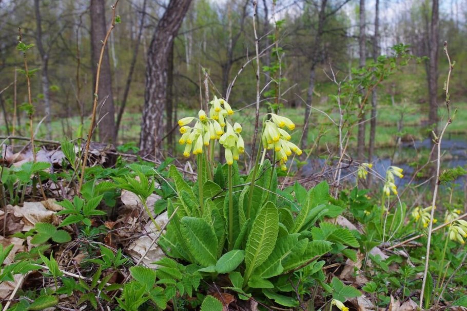 Примула Золотая