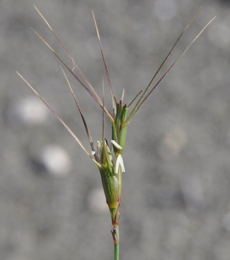 Aegilops cylindrica