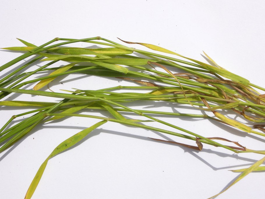 Aegilops umbellulata