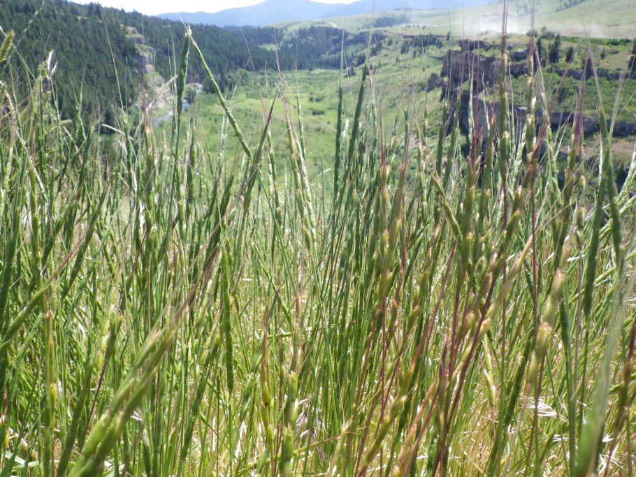 Aegilops squarrosa