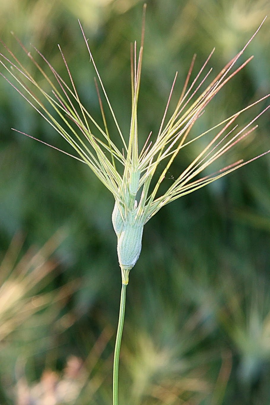 Aegilops triuncialis