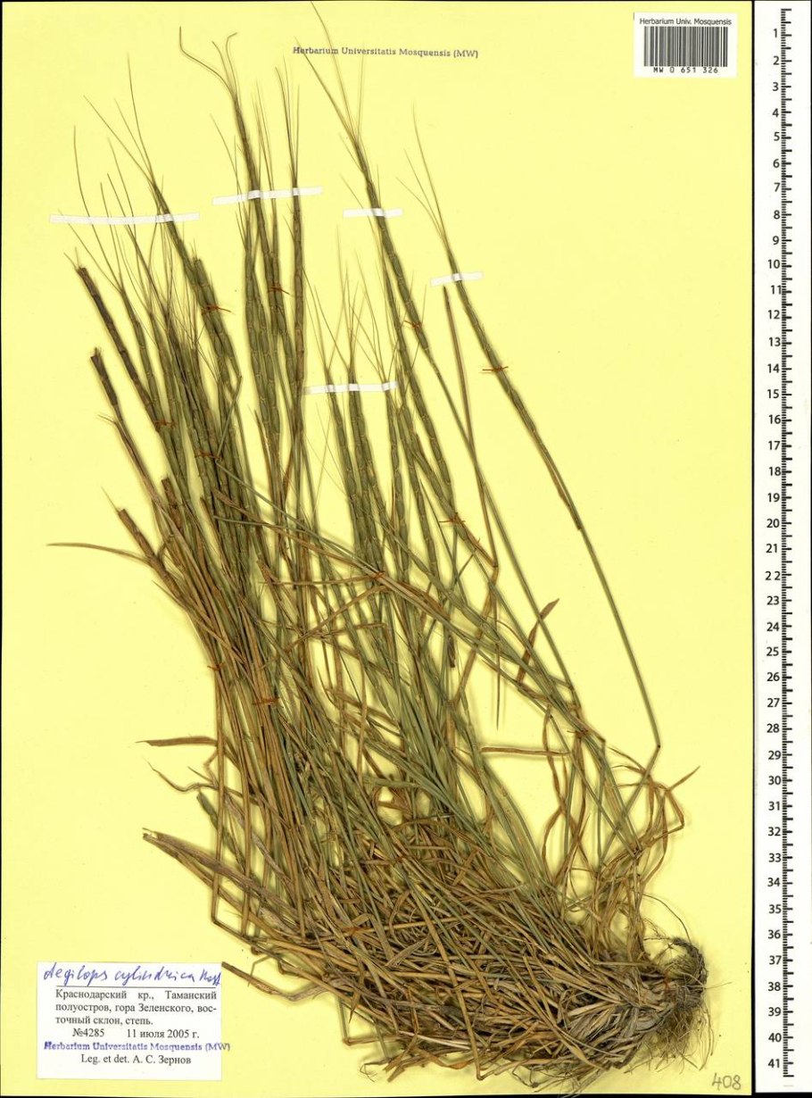 Aegilops speltoides