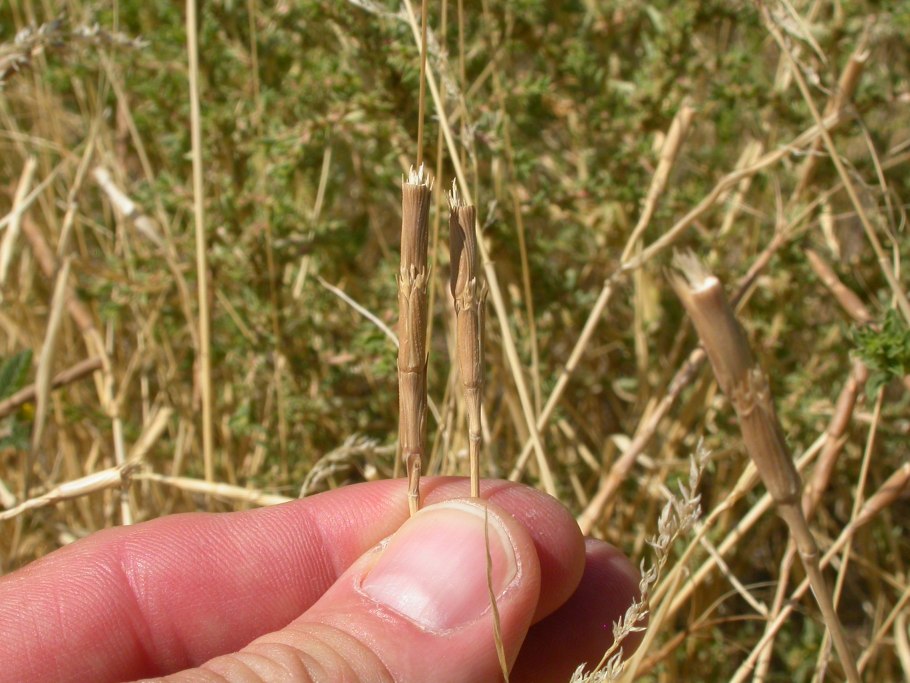 Aegilops crassa