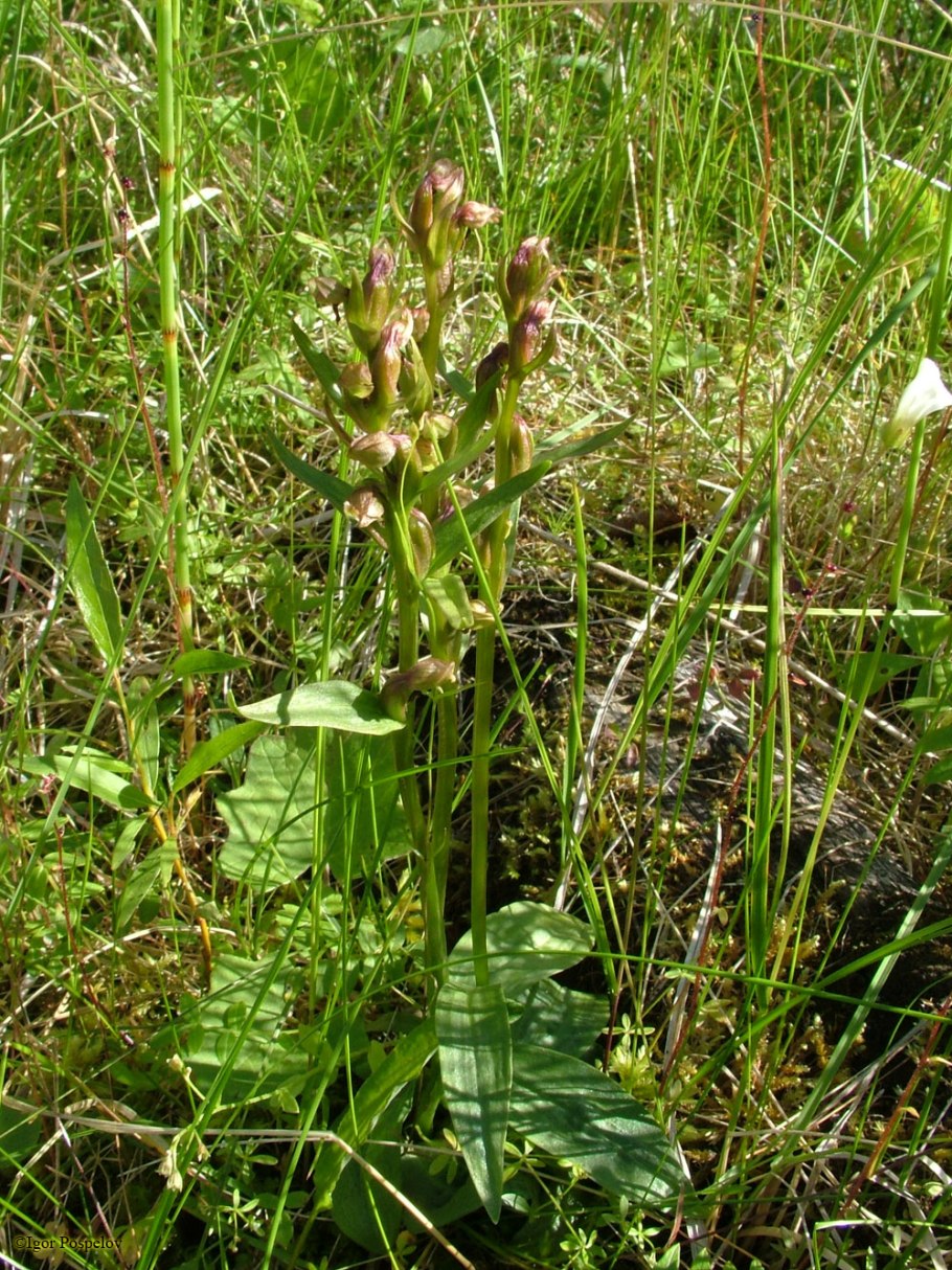 Пололепестник зеленый (Coeloglossum viride (l.)