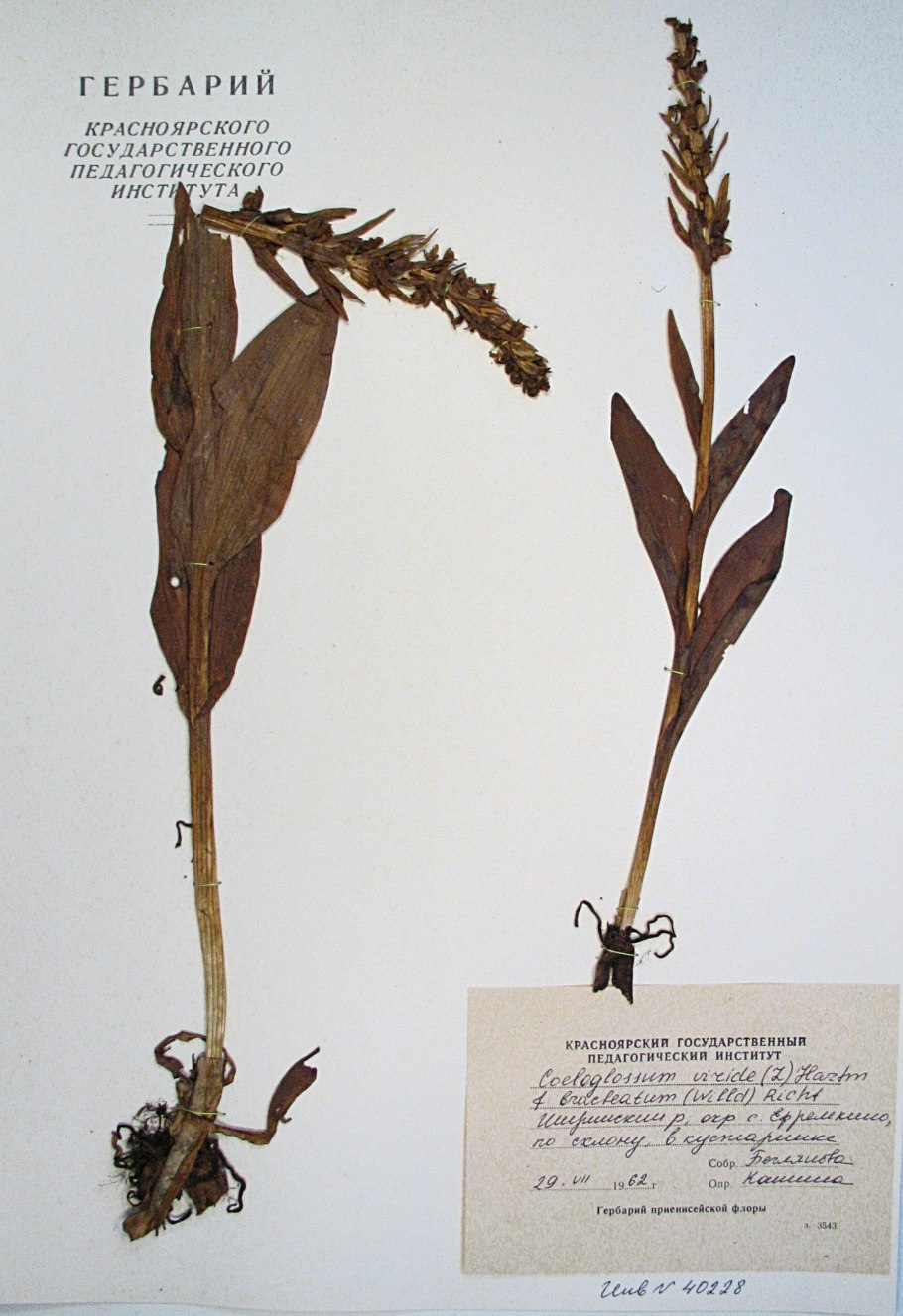 Dactylis glomerata