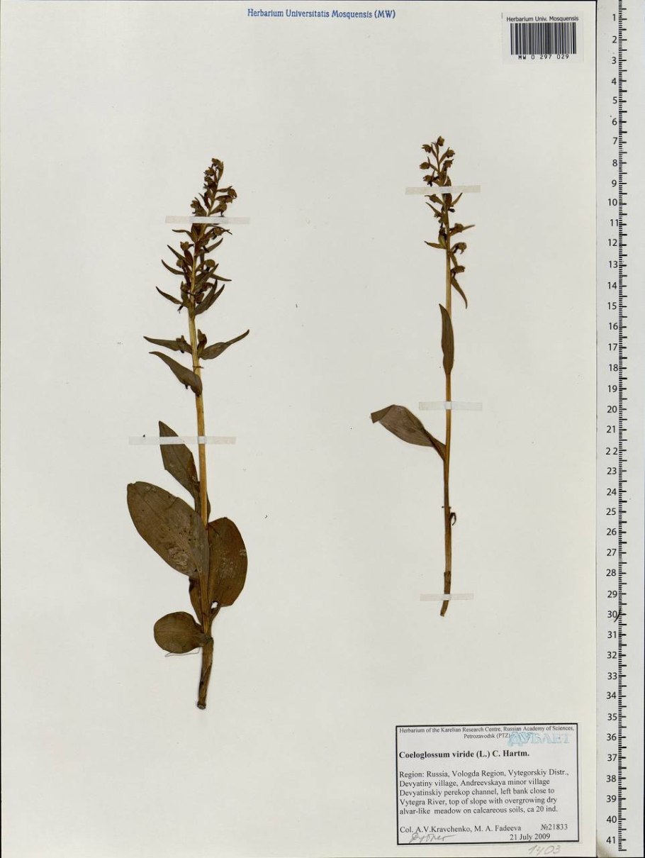 Гербарий Черепнина