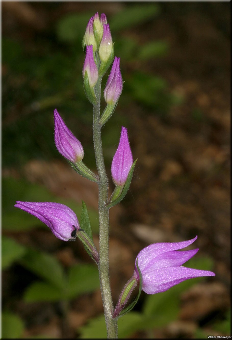 Бекмания обыкновенная, гусеницевидная