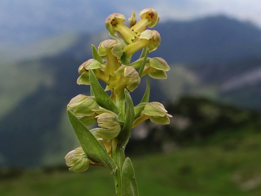 Бровник одноклубневый