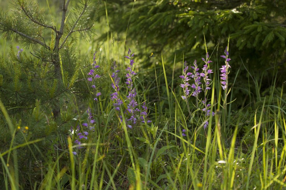 Любка зеленоцветковая