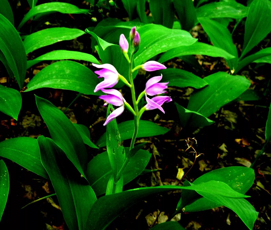 Пололепестник Орхидея